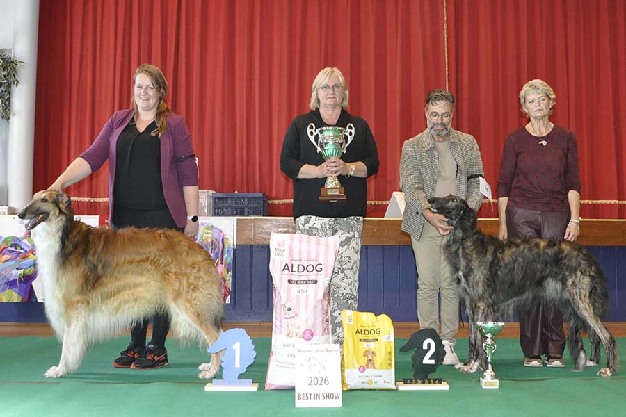 Belgian Borzoi Special 2026